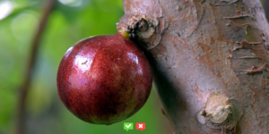 Benefícios da Jabuticaba Para a Saúde