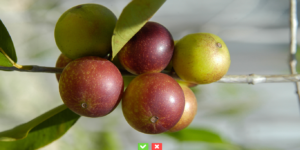 Benefícios do Camu Camu Para a Saúde